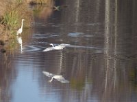 10-12-2014 Silberreiher am Pfefferfliess-5  Silberreiher am Pfefferfließ-5